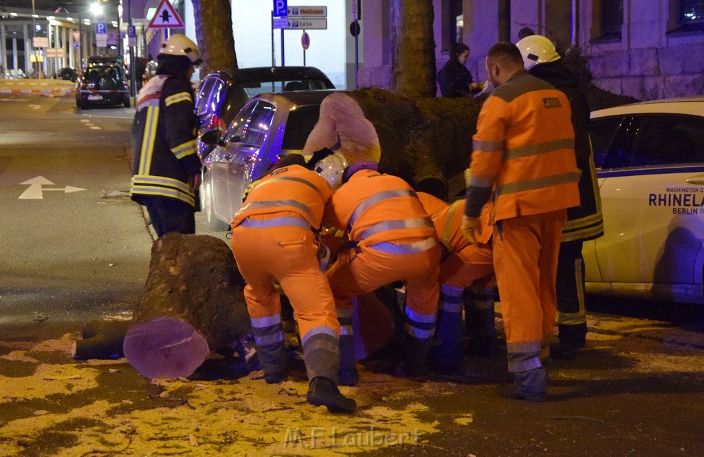 Baum auf PKWs Koeln Mitte Rheinuferstr Goldgasse P076.JPG - Miklos Laubert